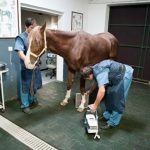 Erdil Veteriner At Polikliniği Diagnostik Görüntüleme Fotoğrafları
