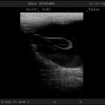 Erdil Veteriner At Polikliniği Diagnostik Görüntüleme Fotoğrafları
