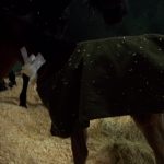 Erdil Veteriner At Polikliniği Pediatri Fotoğrafları