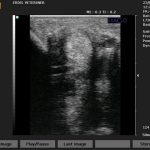 Erdil Veteriner At Polikliniği Diagnostik Görüntüleme Fotoğrafları