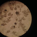 Erdil Veteriner At Polikliniği Dahiliye Hizmeti Fotoğrafları