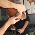 Erdil Veteriner At Polikliniği Dahiliye Hizmeti Fotoğrafları