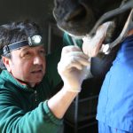 Erdil Veteriner At Polikliniği Ağız ve Diş Sağlığı Fotoğrafları
