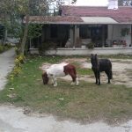 Erdil Veteriner At Polikliniği Pediatri Fotoğrafları