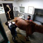 Erdil Veteriner At Polikliniği Diagnostik Görüntüleme Fotoğrafları