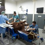 Erdil Veteriner At Polikliniği Cerrahi Fotoğrafları