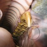 Erdil Veteriner At Polikliniği Ağız ve Diş Sağlığı Fotoğrafları
