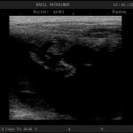 Erdil Veteriner At Polikliniği Diagnostik Görüntüleme Fotoğrafları