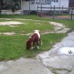 Erdil Veteriner At Polikliniği Pediatri Fotoğrafları