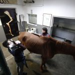 Erdil Veteriner At Polikliniği Ortopedi Fotoğrafları
